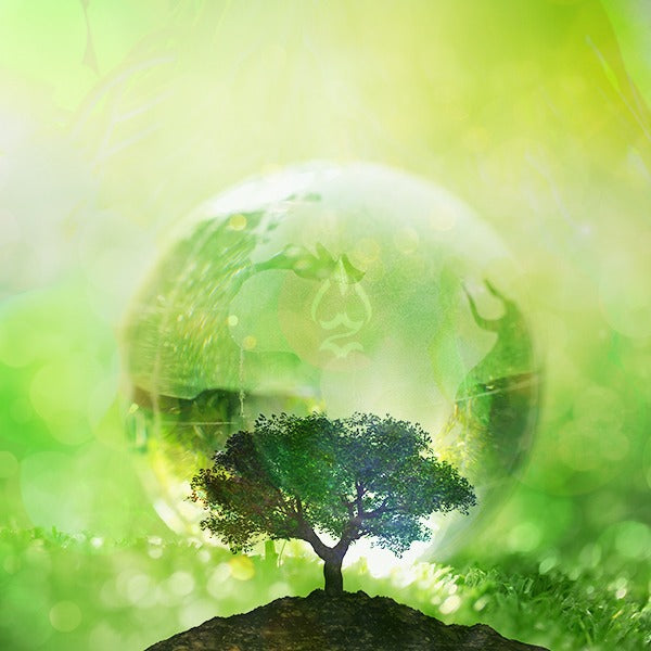 Nos Valeurs - la valeur verte de Witchiz