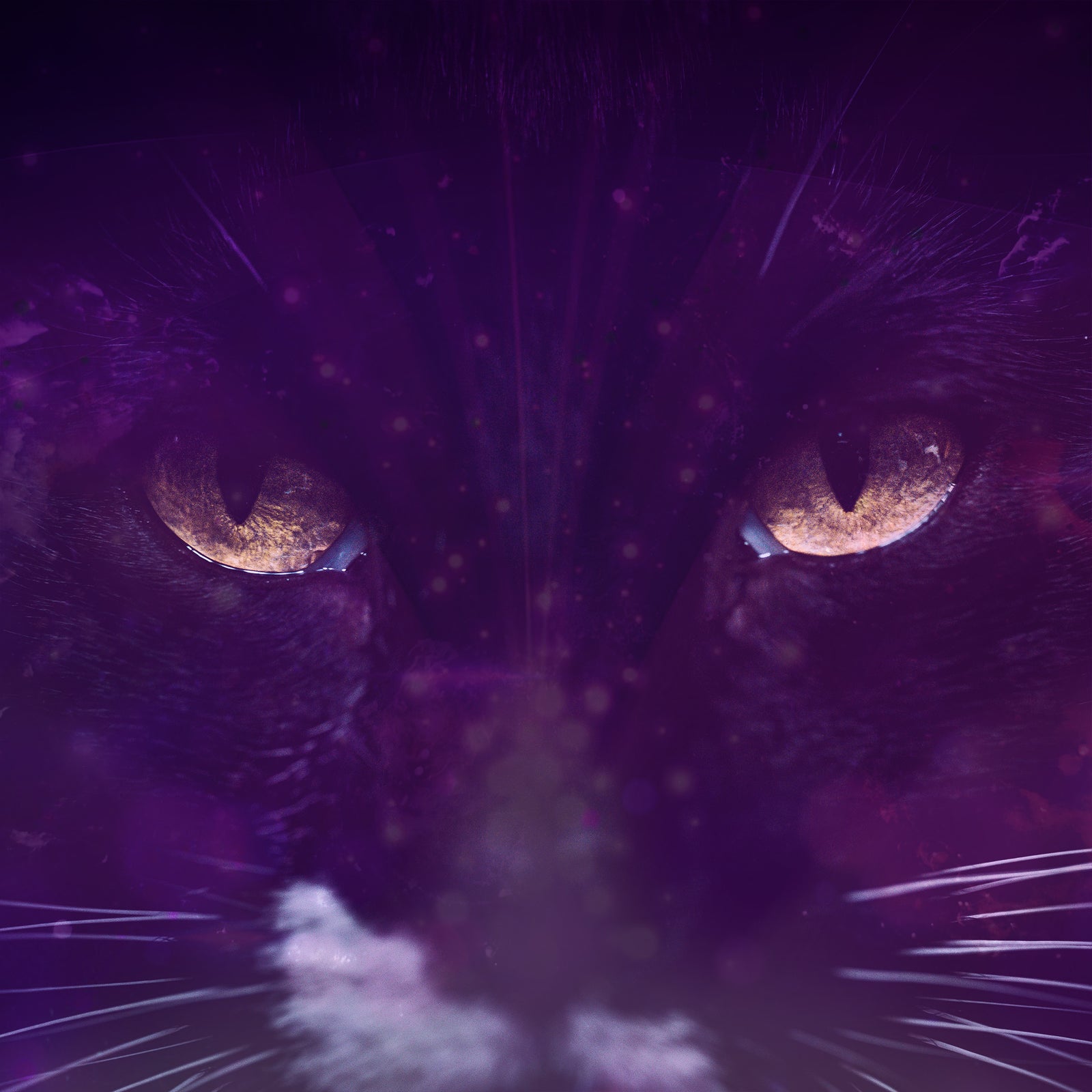 PDF Magie Blanche à Télécharger, Inspiration Sorcière, Rituel Inspiré Chat Noir Sorcellerie