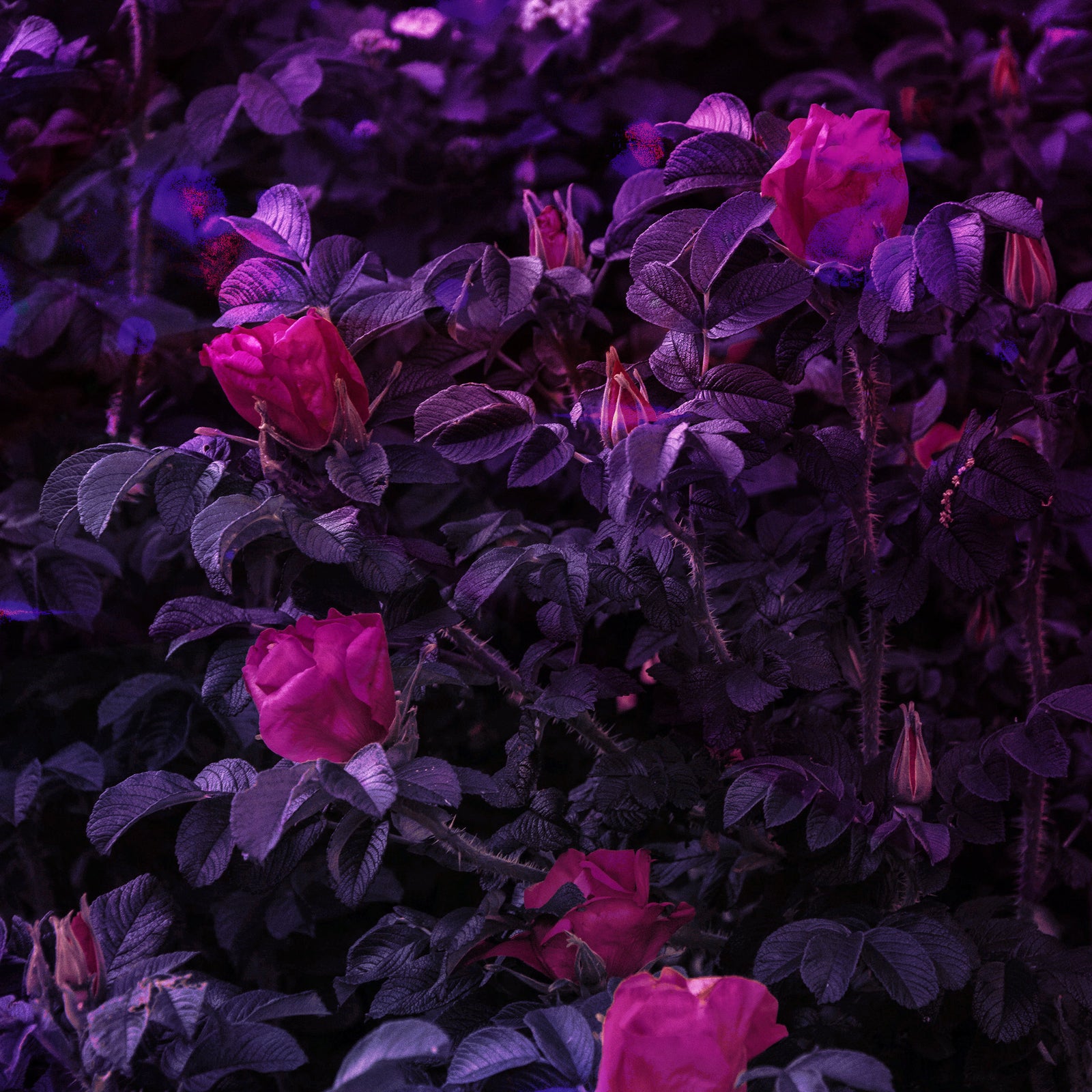 Rosier Magie, Pdf Magi Blanche, Rituel du Pardon | Witchiz