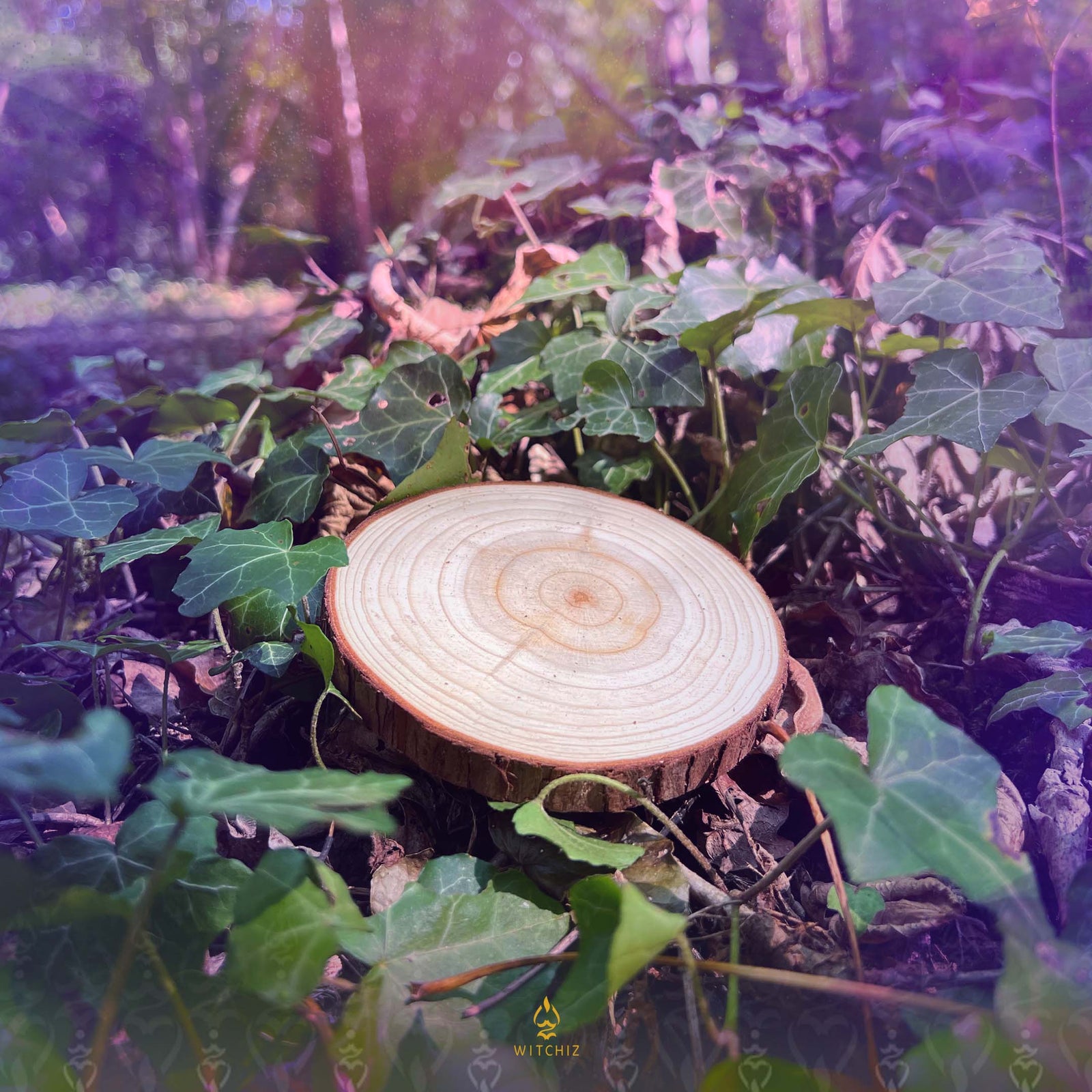 Rondin de Bois de Cèdre